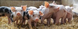 China bans pork imports from Germany