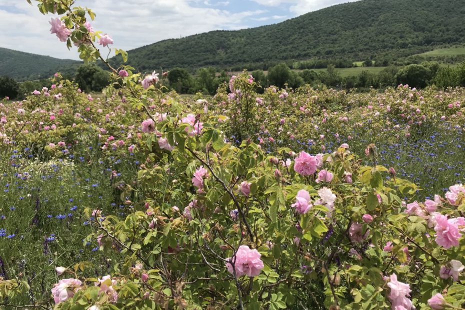 Българска роза – Нацъфтели, прецъфтели обрасли с бурени