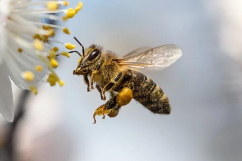 Износа на пчелен мед за Китай е нараснал 2.37 пъти