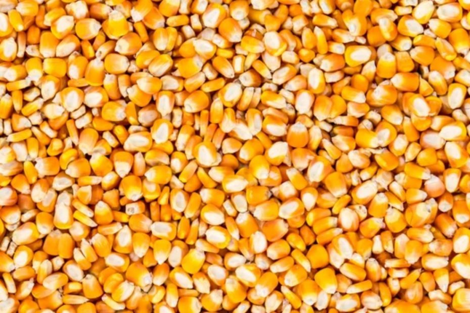 Износа на царевица за Китай тази година е 0 кг Bulgarian Maize