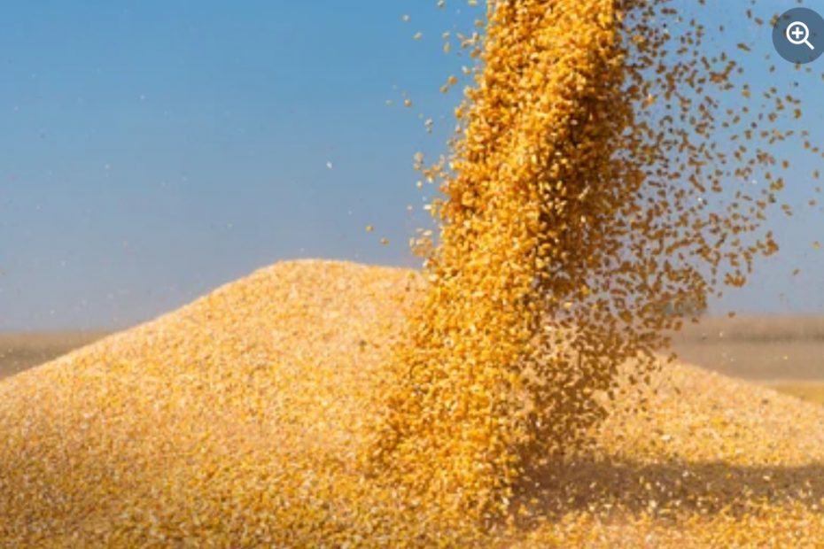 Кой всъщност печели от блокирания износ на украинска царевица