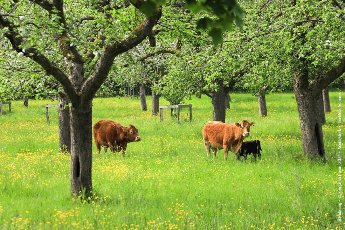 Feed protein: overview of EU production and options to diversify sources